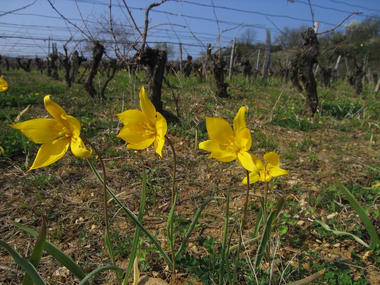 Tulipa sylvestris